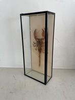 Scorpioen in stolp ( opgezette Schorpioen), Ophalen of Verzenden, Gebruikt, Overige soorten, Opgezet dier