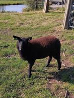 Makke jonge ooi te koop, Dieren en Toebehoren, Vrouwelijk, Schaap, 0 tot 2 jaar