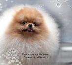 🌐 Pomeranian/Dwergkees (Pomeriaan) Reu ter Dekking 🌐, Dieren en Toebehoren, Honden | Dekreuen, Particulier, Rabiës (hondsdolheid)