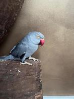 Blauwgrijze halsbandparkiet, Dieren en Toebehoren, Vogels | Parkieten en Papegaaien, Parkiet, Tam