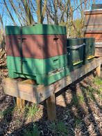 Bijenvolk in segeberger bijenkast - combiramen simplex, Dieren en Toebehoren, Insecten en Spinnen, Bijen