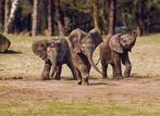 4 kaartjes dierenpark Beekse Bergen, Tickets en Kaartjes, Recreatie | Dierentuinen, Drie personen of meer, Ticket of Toegangskaart