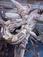 Boa imperator. Motley 100% het Vpi, Dieren en Toebehoren, Reptielen en Amfibieën, Slang