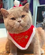 Brits korthaar fawn ( drager Ticked), Kater, Gechipt, 0 tot 2 jaar