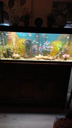 Aquarium, Dieren en Toebehoren, Vissen | Aquaria en Toebehoren, Ophalen of Verzenden, Zo goed als nieuw, Gevuld zoetwateraquarium