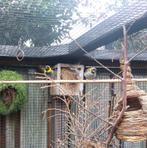 Kleine cubavink, Dieren en Toebehoren, Meerdere dieren, Tropenvogel