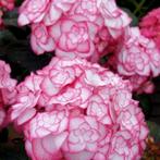 Hydrangea macr. Miss Saori Boerenhortensia, Ophalen, Voorjaar, Halfschaduw, Zaad