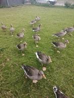 grauwe ganzen, Dieren en Toebehoren, Pluimvee, Meerdere dieren, Gans of Zwaan