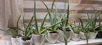 Aloe Vera planten, Ophalen, Halfschaduw, Minder dan 100 cm
