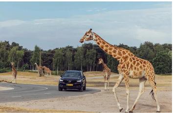 Etickets Beekse Bergen Safaripark 18 euro pp normaal 30 euro beschikbaar voor biedingen