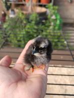 Kippen, Dieren en Toebehoren, Pluimvee, Vrouwelijk, Kip