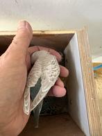 Blackfase parkieten, Dieren en Toebehoren, Meerdere dieren, Parkiet