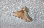 Palaeocarcharodon orientalis, Ophalen of Verzenden, Fossiel