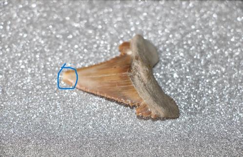 Palaeocarcharodon orientalis, Verzamelen, Mineralen en Fossielen, Fossiel, Ophalen of Verzenden