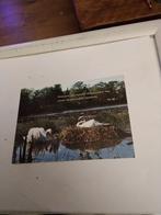 ZWANEN, Verzamelen, Ansichtkaarten | Themakaarten, Ophalen of Verzenden