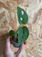 Monstera Adansonii stekje, Ophalen of Verzenden, Overige soorten, Halfschaduw, Minder dan 100 cm