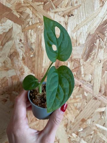 Monstera Adansonii stekje beschikbaar voor biedingen