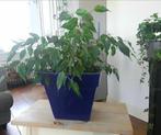 Grote bloempot - kobaltblauw - kobalt blauw (kleine mankemen, Gebruikt, Vierkant, Binnen, Ophalen of Verzenden