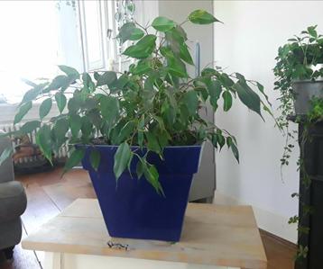 Grote bloempot - kobaltblauw - kobalt blauw (kleine mankemen beschikbaar voor biedingen