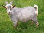 Dwerggeit bok blauwschimmel met tan CAE en CL-vrij, Dieren en Toebehoren, Schapen, Geiten en Varkens, Mannelijk, Geit, 0 tot 2 jaar