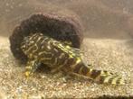 L134 Peckoltia compta 5 stuks, Dieren en Toebehoren, Vis