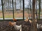 Fries hoen kriel hennetjes, Dieren en Toebehoren, Pluimvee, Vrouwelijk, Kip