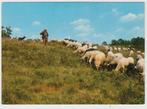Exloo Schapen Herder Hond 1981 Ongelopen, Verzenden, 1980 tot heden, Ongelopen, Drenthe