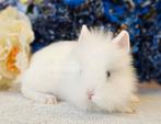 DE ENIGE ECHT MINI LOFFELOHR KONIJNTJES, Dieren en Toebehoren, Konijnen, Meerdere dieren, Dwerg, 0 tot 2 jaar
