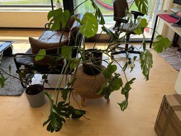 monstera 80cm x 170cm beschikbaar voor biedingen