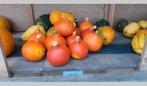 Verse Pompoenen te Koop, Tuin en Terras, Planten | Tuinplanten, Ophalen, Volle zon, Groenteplanten, Eenjarig
