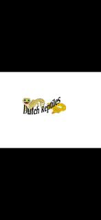 Dutch Reptiles – Groot aanbod reptielen!, Dieren en Toebehoren, Reptielen en Amfibieën, Hagedis