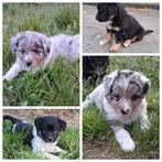 Kruising border collie x Shepherd pups, 8 tot 15 weken, Meerdere, Meerdere dieren, Middel