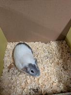 Cavia beertjes, Dieren en Toebehoren, Knaagdieren, September, Mannelijk, Cavia