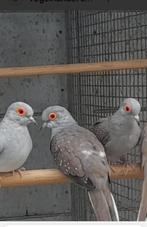 Diamant Duiven 18stuks veel poppen, Vrouwelijk, Tropenvogel