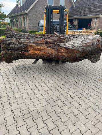 Zeer mooie grote iepen stam 300cm x80 cm beschikbaar voor biedingen