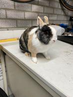 Twee dwerg konijnen, Dieren en Toebehoren, Konijnen, Vrouwelijk, Dwerg