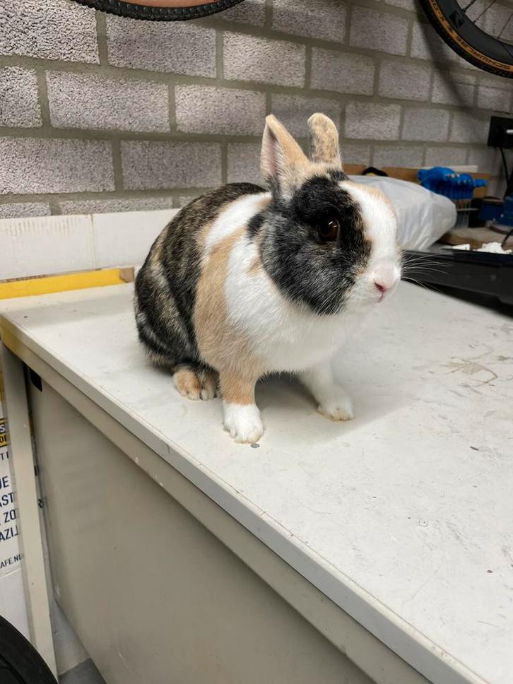 Twee dwerg konijnen, Dieren en Toebehoren, Konijnen, Dwerg, Vrouwelijk