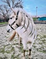 Lieve BOMPROOF recreatie ruin! 🤩, Dieren en Toebehoren, Paarden, Gechipt, Ruin, L, 7 tot 10 jaar