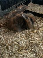 Voedster langharig, Dieren en Toebehoren, Konijnen, Vrouwelijk, Klein, 0 tot 2 jaar