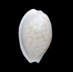 Schelpen: Cypraea melwardi 20,2mm (F+++) Australië, Ophalen of Verzenden, Schelp(en)