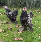 Brahma zilver zwart gezoomd 3x, Dieren en Toebehoren, Mannelijk, Kip