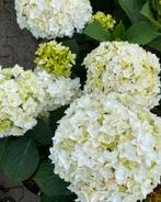 Bol hortensia, Annabelle wit. Volwassen planten., Vaste plant, Halfschaduw, Zomer, Ophalen