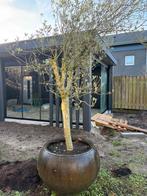 Olijfboom in kunststof bloembak - Grote boom, Bloeit niet, Olijfboom, 250 tot 400 cm, Ophalen