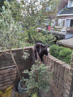 Poes 6j volledig zwart | europese korthaar, Dieren en Toebehoren, Poes, Kortharig, 6 jaar of ouder