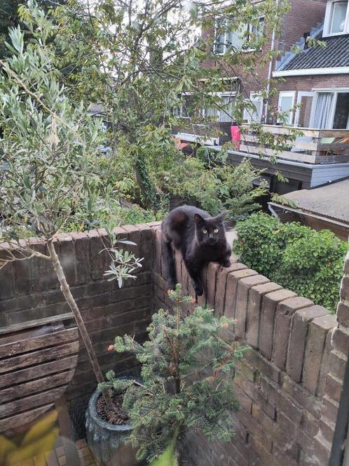 Poes 6j volledig zwart | europese korthaar, Dieren en Toebehoren, Katten en Kittens | Overige Katten, Kortharig, Poes, 6 jaar of ouder