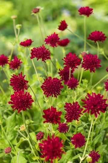 knautia mcedonica, beemdkroon, vaste plant, vlindersierplant beschikbaar voor biedingen