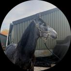 5 jarige PRE ruin in NL gefokt, Dieren en Toebehoren, Paarden, Ruin, Dressuurpaard, 3 tot 6 jaar