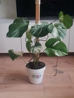 Monstera variegata, Ophalen of Verzenden, Halfschaduw, Minder dan 100 cm