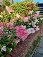 Hortensia Hydrangea paniculata 'Pinky Winky' 🌿🌺, Tuin en Terras, Planten | Struiken en Hagen, Ophalen, Hortensia, Minder dan 100 cm