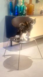 De Mier, Ophalen of Verzenden